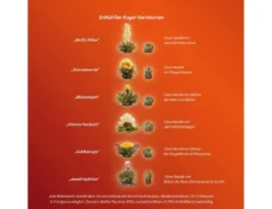 Creano Teeblumen Mix 18er ErblühTee Weißer Tee In Edeler Magnetbox Mit Sichtfenster & Silberprägung -Drink World Store 502872cba02f7b0583268df78ab5b429