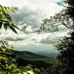 THAILAND Kaffee Ganze Bohne | Mittelkräftig, Blumige Säure, Leichte Beere | 500 G | Specialty Coffee Aus Direkthandel 7 THAILAND Kaffee Ganze Bohne | Mittelkräftig, Blumige Säure, Leichte Beere | 500 G | Specialty Coffee Aus Direkthandel -Drink World Store 55feae11ce5b347b58a31e3b973e08a1