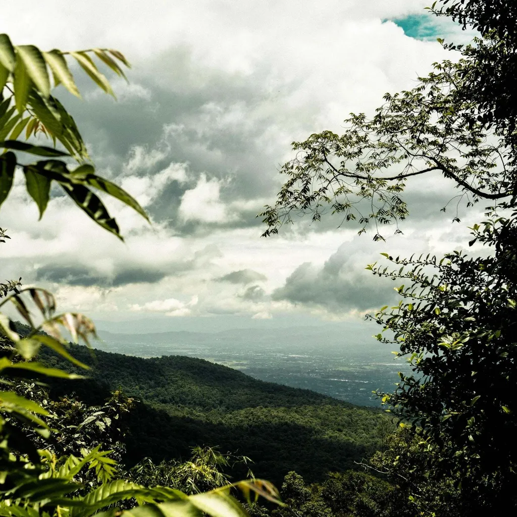 THAILAND Kaffee Ganze Bohne | Mittelkräftig, Blumige Säure, Leichte Beere | 500 G | Specialty Coffee Aus Direkthandel 5 THAILAND Kaffee Ganze Bohne | Mittelkräftig, Blumige Säure, Leichte Beere | 500 G | Specialty Coffee Aus Direkthandel – Bild 3